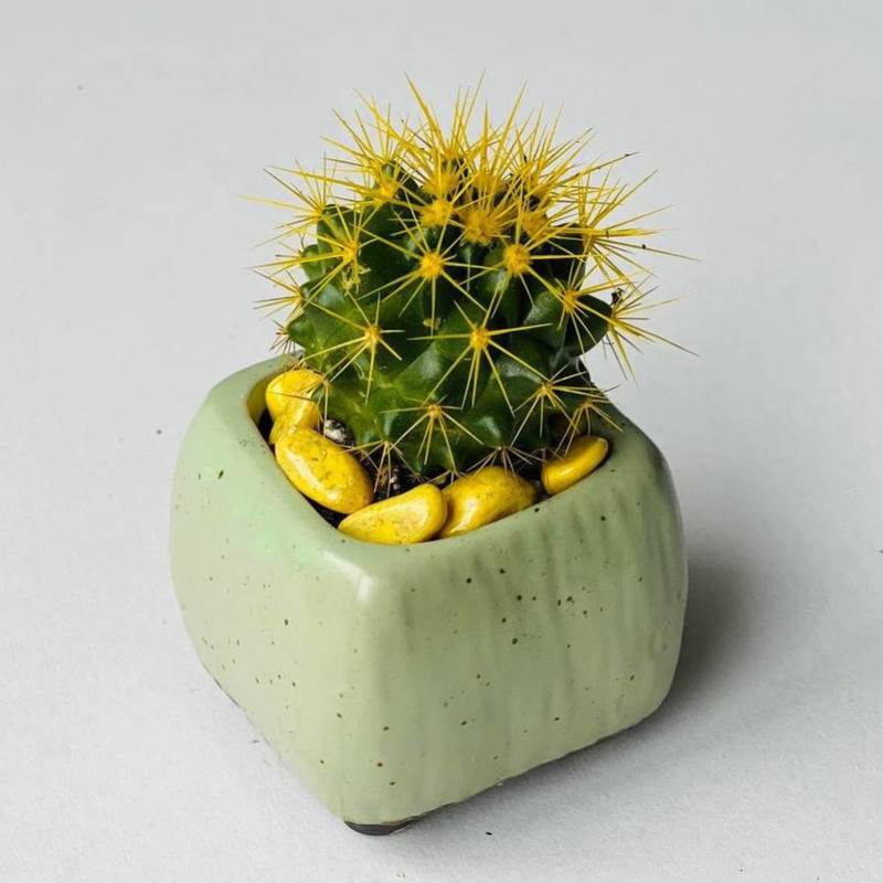 Cactus,in,a,pot