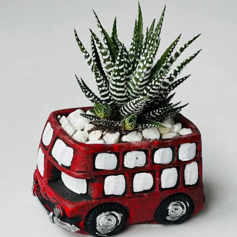 Haworthia,v,cashpo,bus