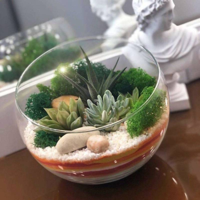 Glass,florarium,with,plants.,Havortia,,succulent