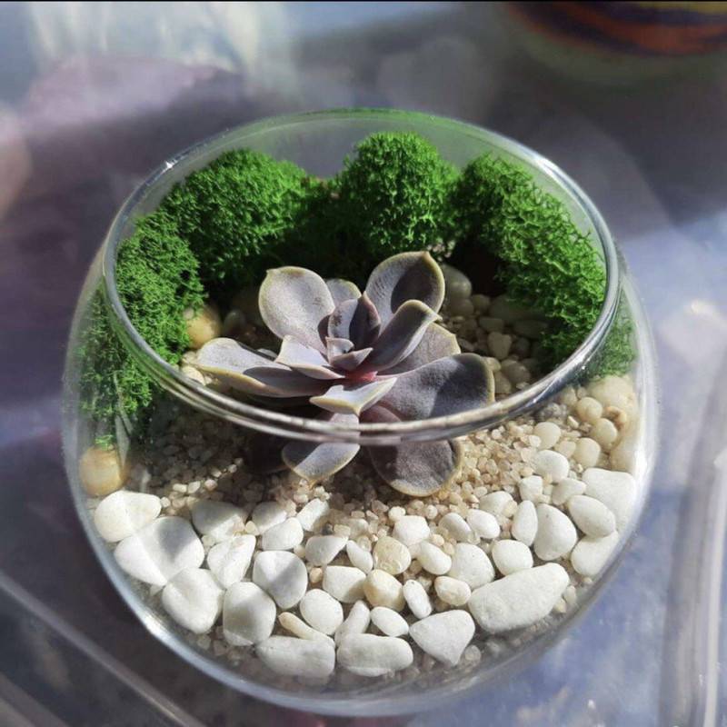 Mini,aquarium,with,succulents.,Florarium,with,stone,pink