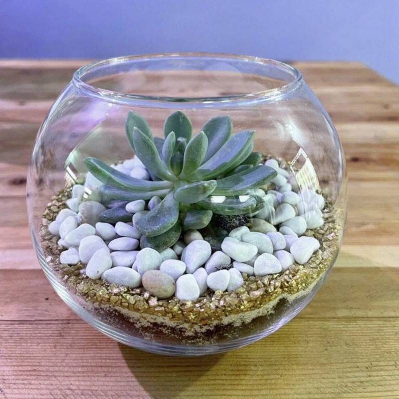 Mini,aquarium,with,succulents.,Florarium,with,stone,pink