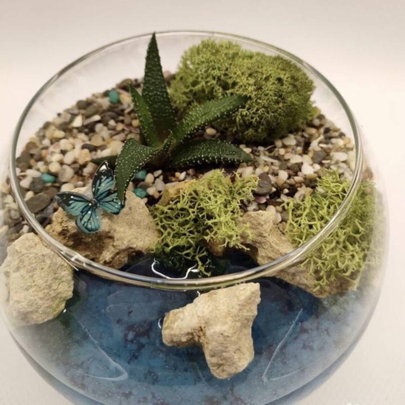 Succulent,v,aquariume,s,vodoyomom.,Florarium