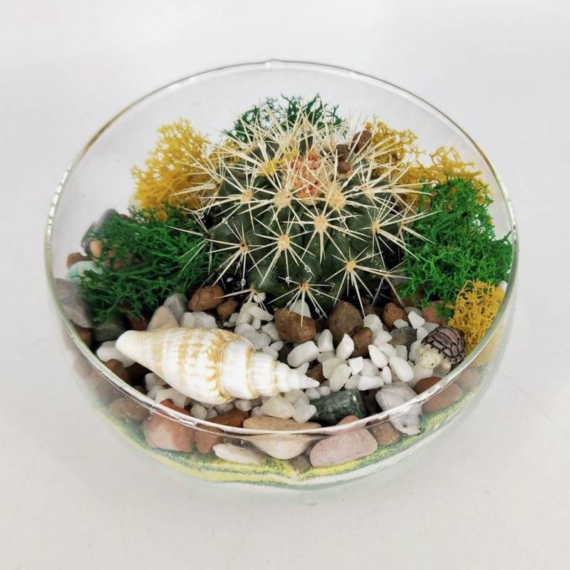 Dekorativnij,florarium,s,kaktusom,v,peske