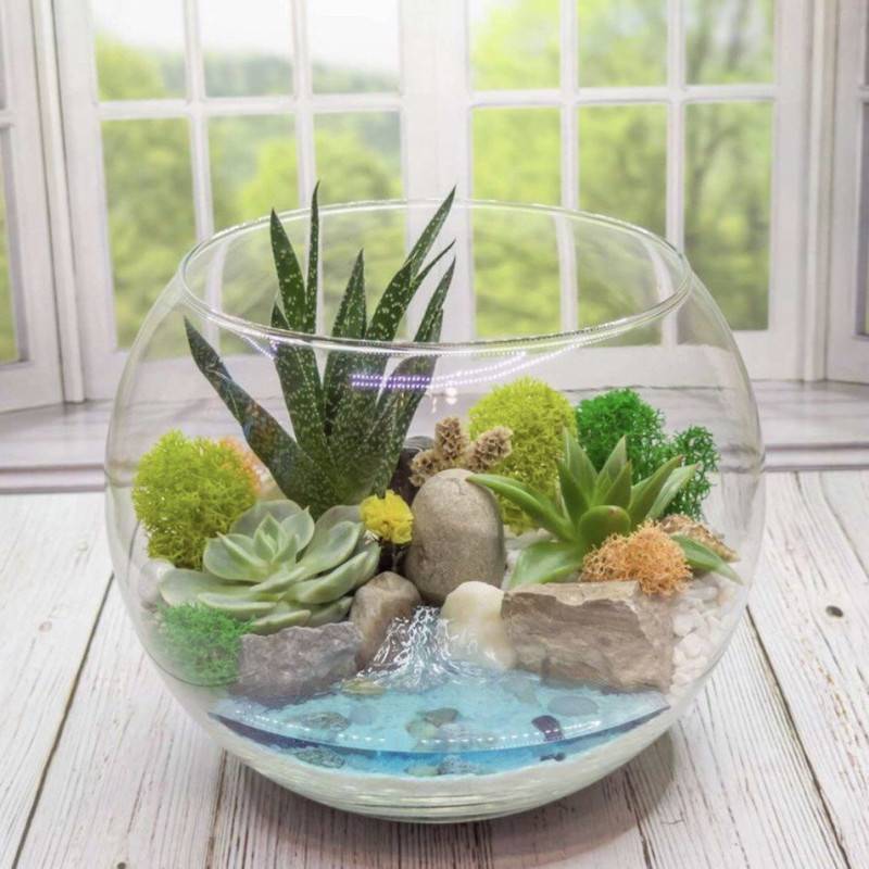 Kompozitciya,sukkulentov,vo,florariume,s,vodoyomom.,Havortiya,succulent,plant