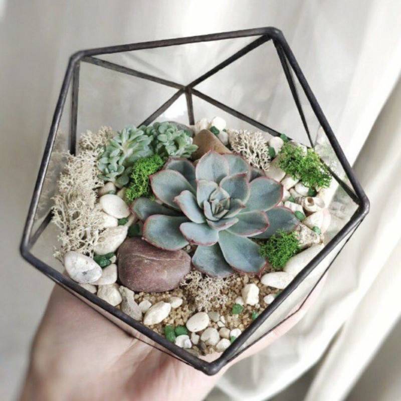 Florarium,inter_ernij,s,sukkulentami