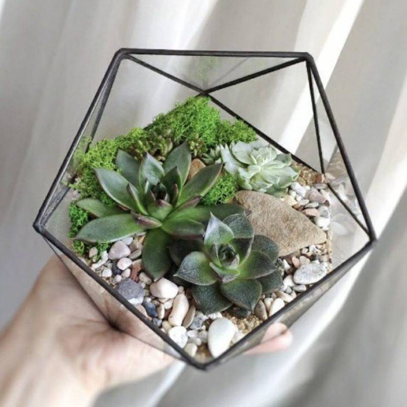 Florarium,icosahedron,with,granule