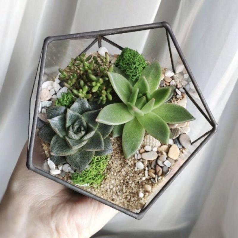 Florarium,geometricheskij,s,rasteniyami