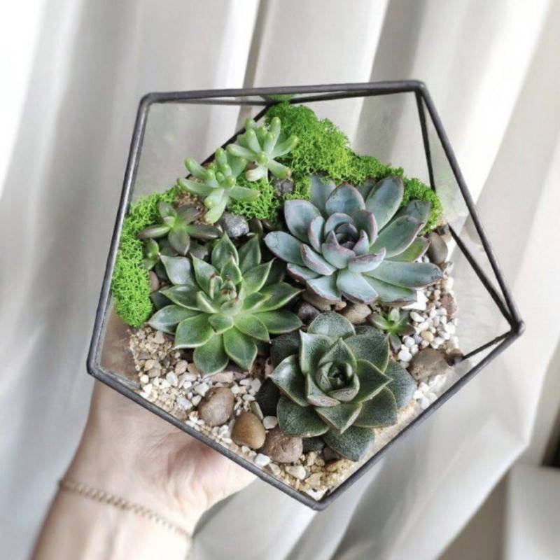 Florarium,ikosaedr,s,succulentami