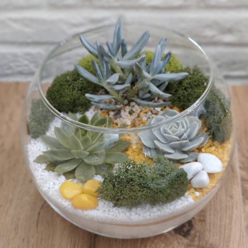 Dekorativnij,akvarium,s,rasteniyami.,Florarium,s,sukkulentami