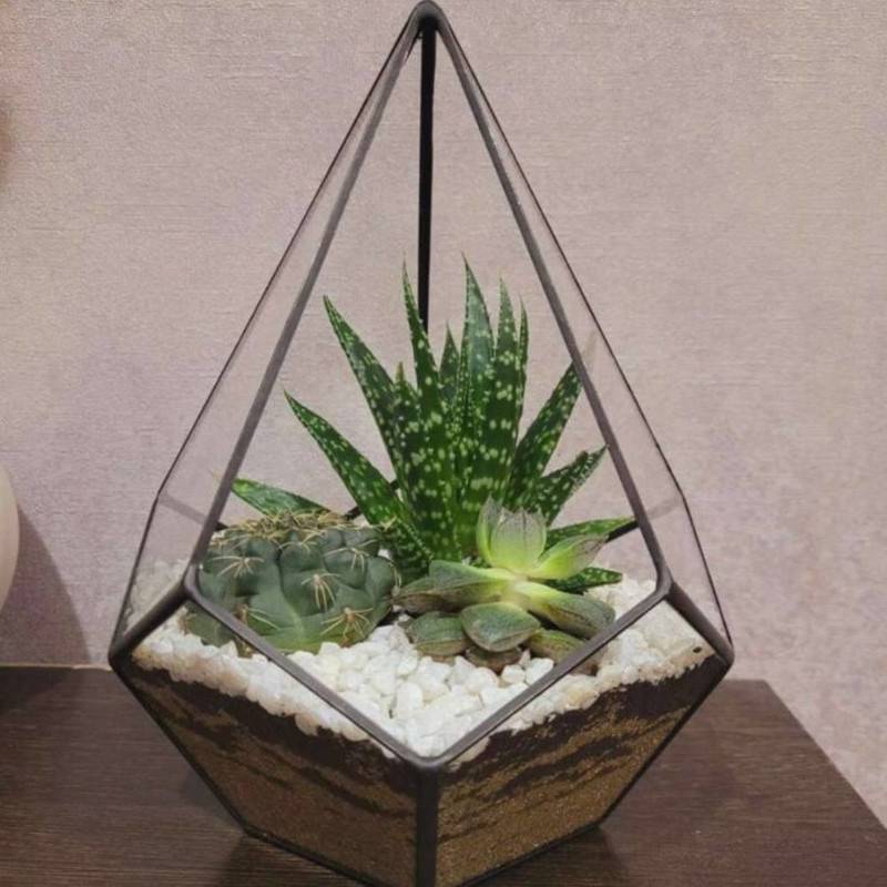 Florarium,drops,for,mother,with,havortiej,,cactus,and,others