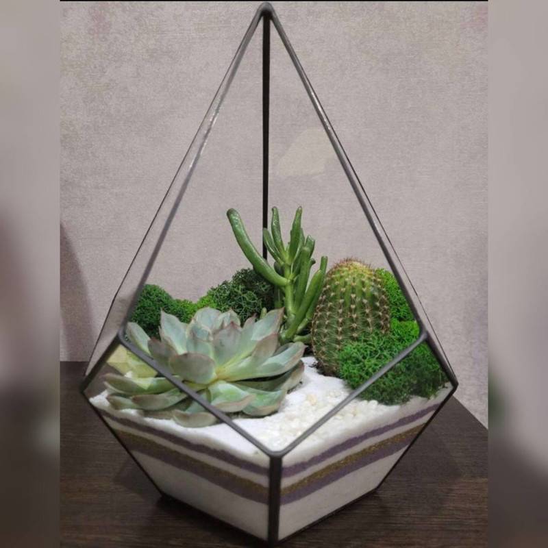 Florarium,kaplya,s,zhivimi,rasteniyami