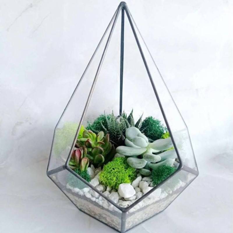 Plant_nij,florarium,kaplya