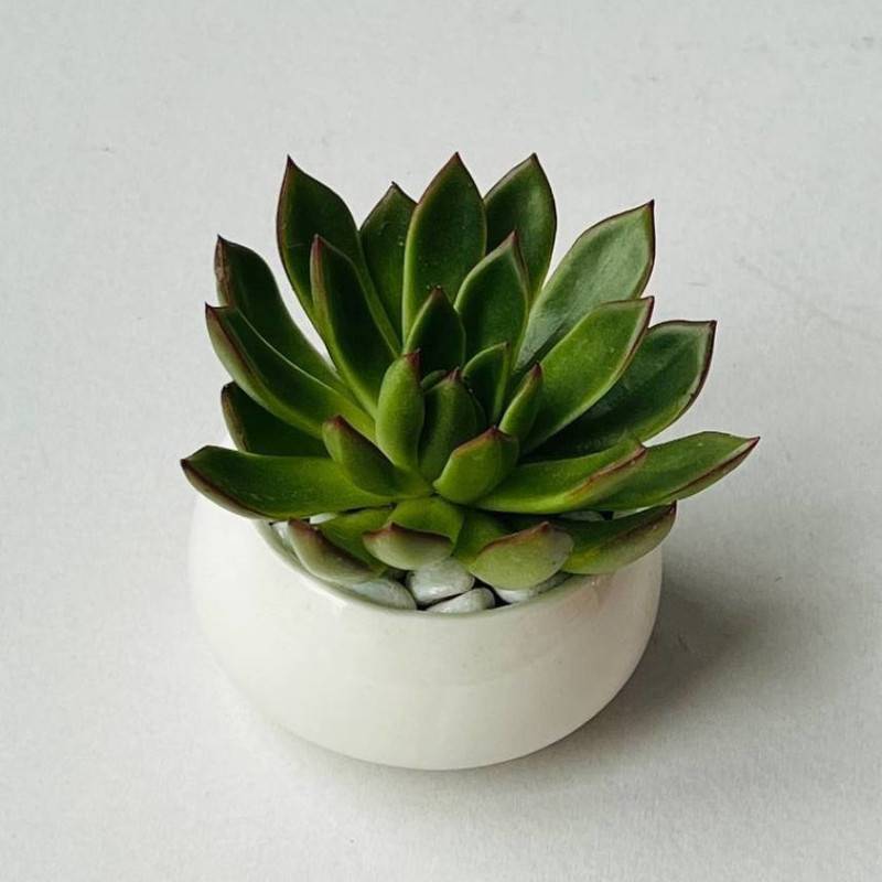 Echeveriya,v,belom,kashpo.,Succulent,eheveriya