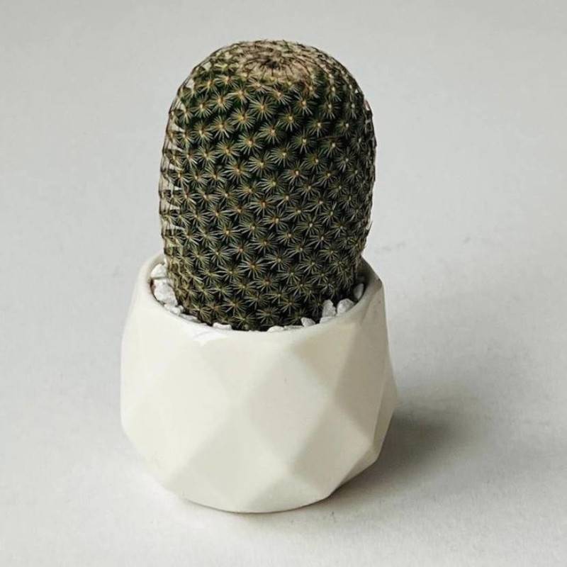 Cactus,in,a,white,pot
