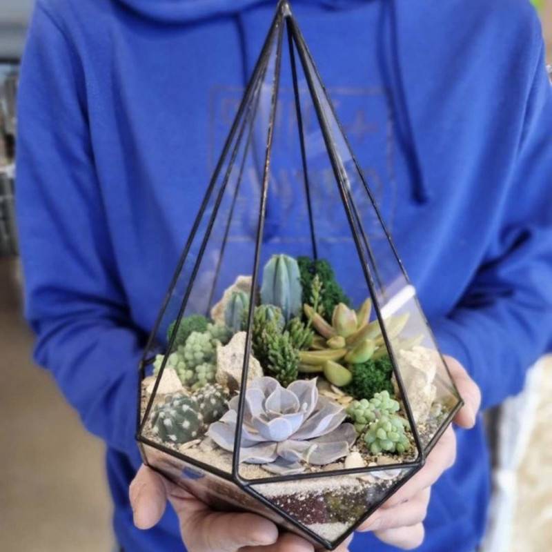 Florarium,chapel,with,succulents,and,cacti