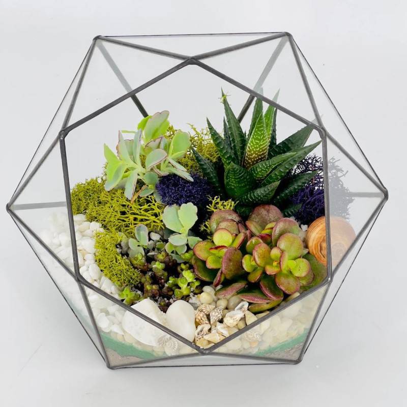 Florarium,almaz,brilliants,succulentami