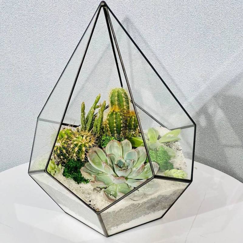 Mossarium,s,succulents,and,cacti.,Florarium,kaplya
