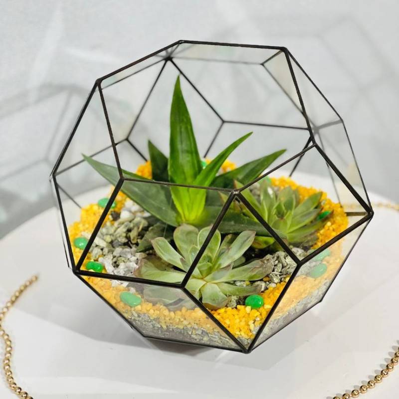 Florarium,shar's,succulents