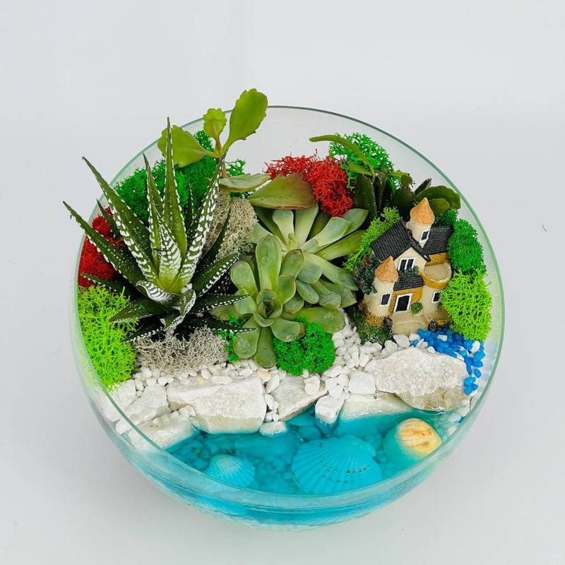 Florarium,mini,sad,s,vodoyomom.,Havortiya,,succulent,plant