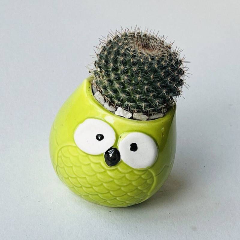 Cactus,v,kashpo,sovyonok,,sova