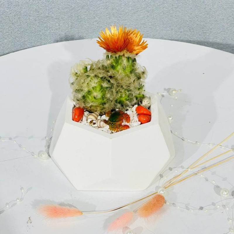 Cactus,in,a,gift,pot