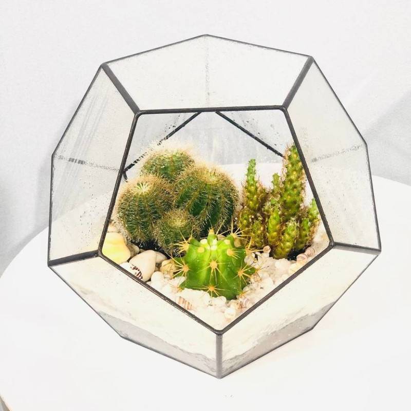 Florarium,octahedron,with,plants,mini,garden,inter_ernij.,Cactus