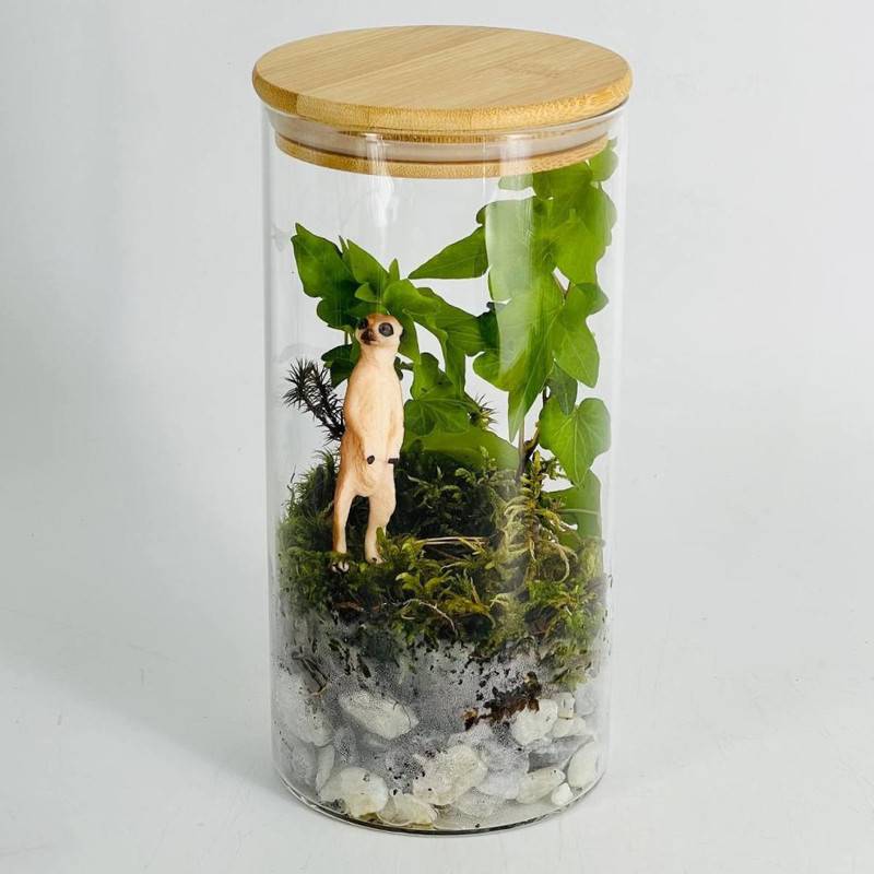 Inter_ernij,florarium,moharium,s,plants,plush