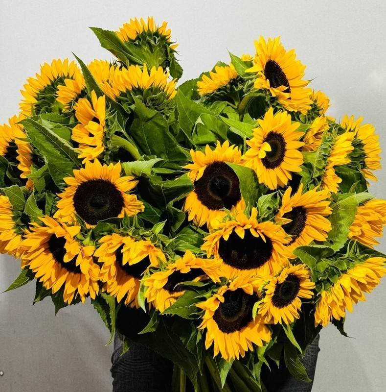 35,premium,sunflower