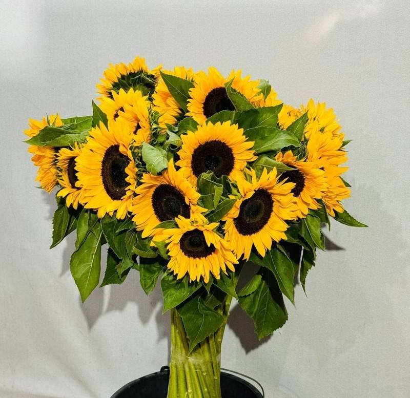 51,premium,sunflower,seeds