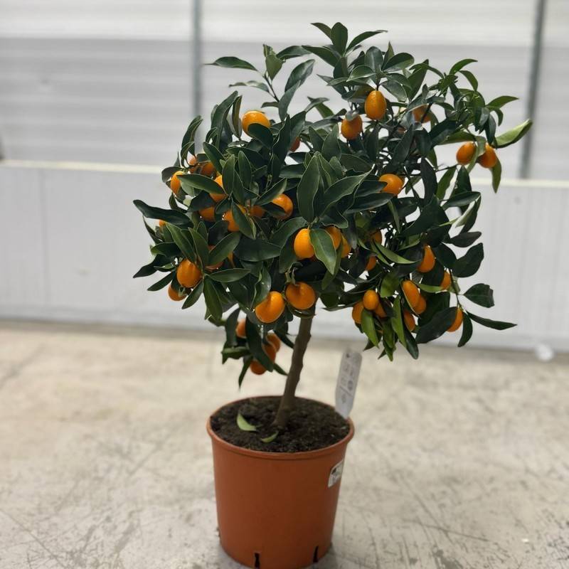 citrus,kumquat