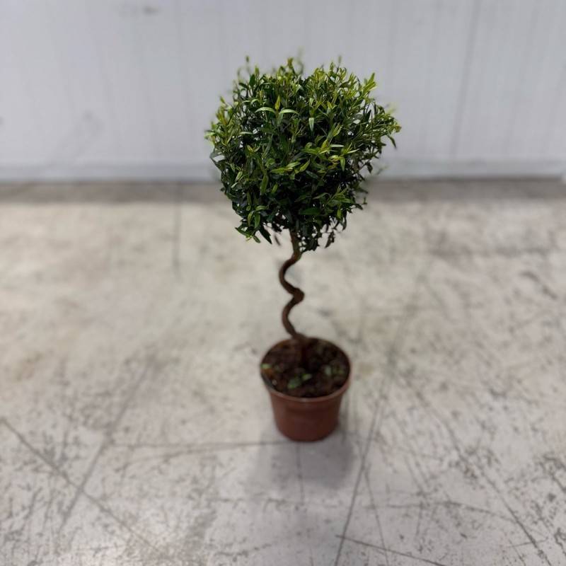 myrtle
