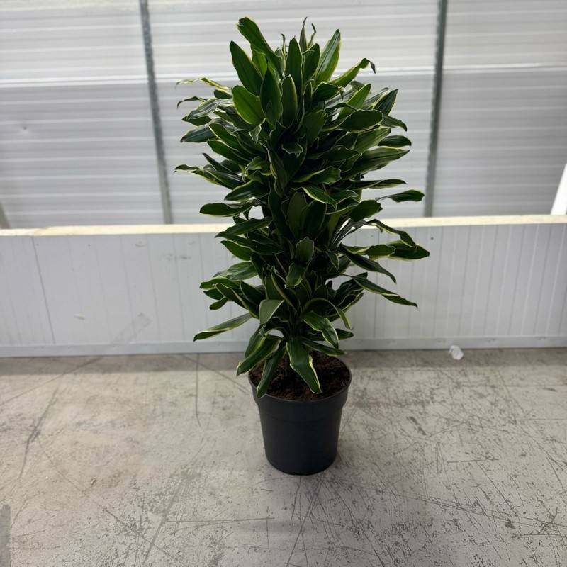 yucca