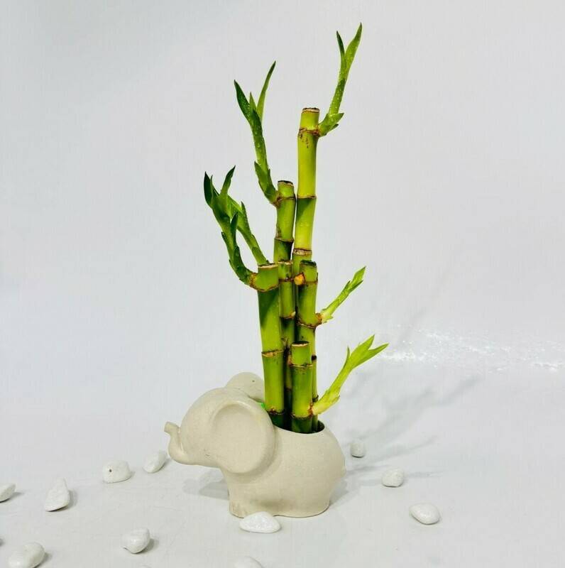 Indoor,bamboo,plant,in,elephant,tree.,"Happy,Bamboo",-,Drasaena,Lusky,Vamboo