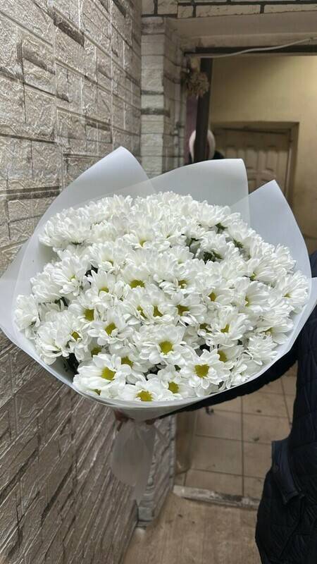 chrysanthemum,bush