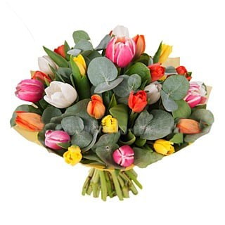 Tulips (Medium)