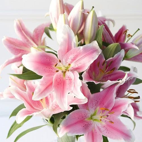Joyful Lilies