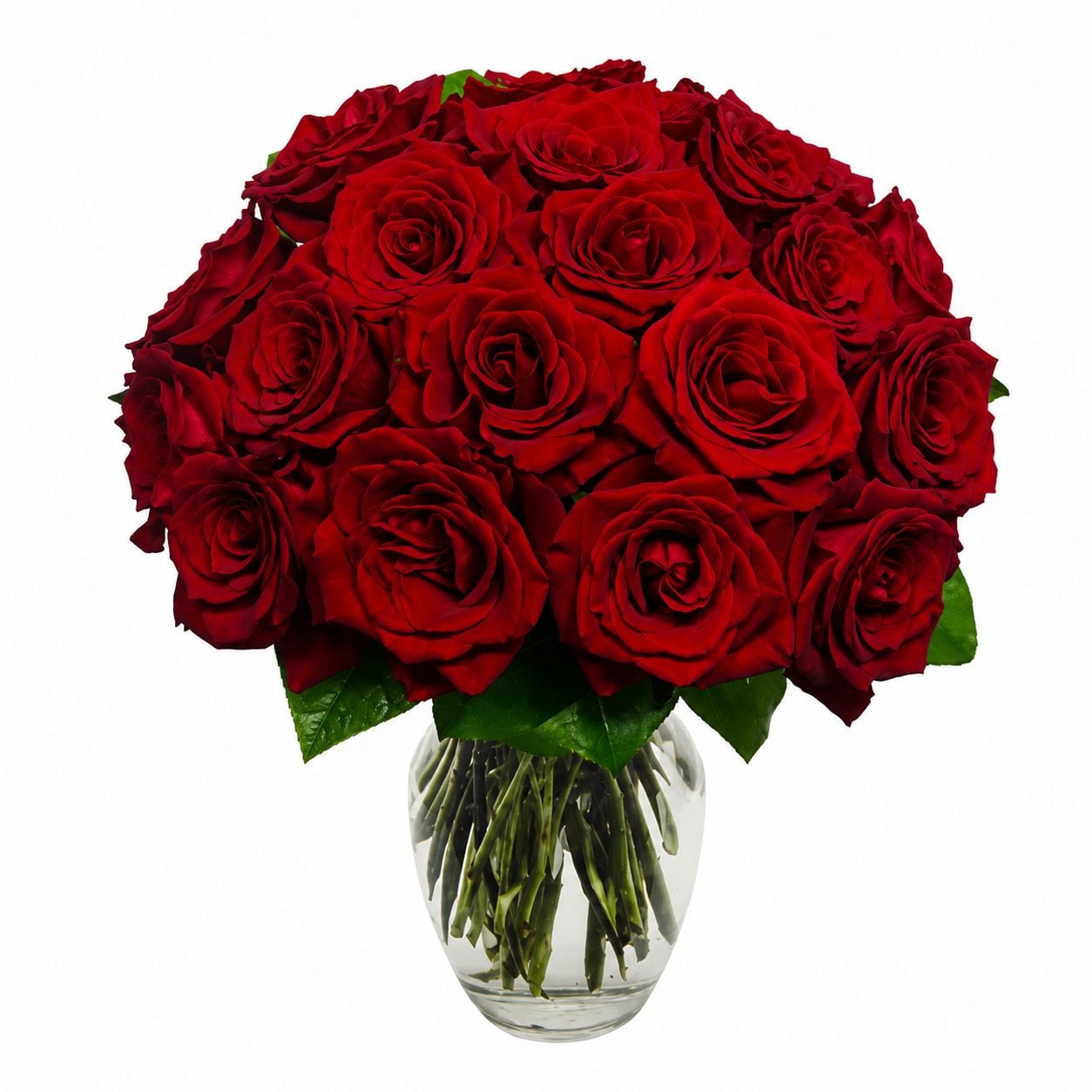18 Red Roses#2