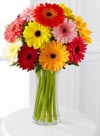 Colorful World Gerbera Daisy Vase