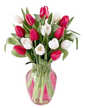 Romance Tulips#57