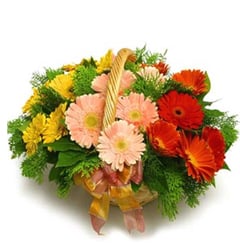 Friendship Gerberas (24 Gerbera Daisesus)