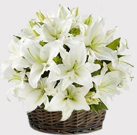 Beautiful (12 Liliesus)