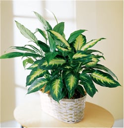 Dieffenbachia (Dieffenbachiaus)