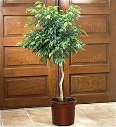 Rubber Plant (Rubber Plantus)