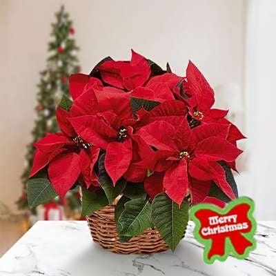 Poinsettia Plant (Regular)