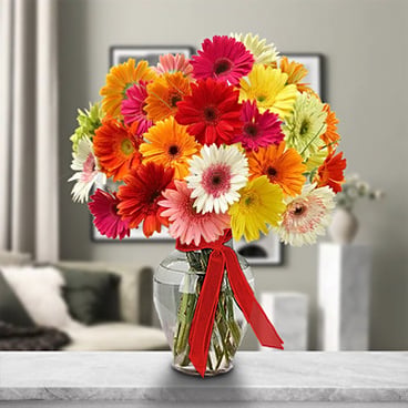 Gerbera`S Arragement (12 Gerbera Daisies)
