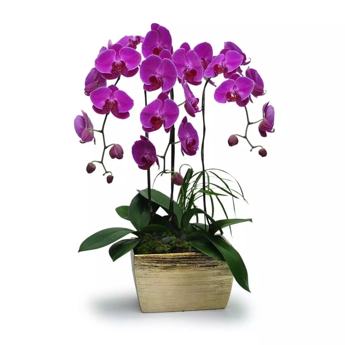 Purple Phalaenopsis