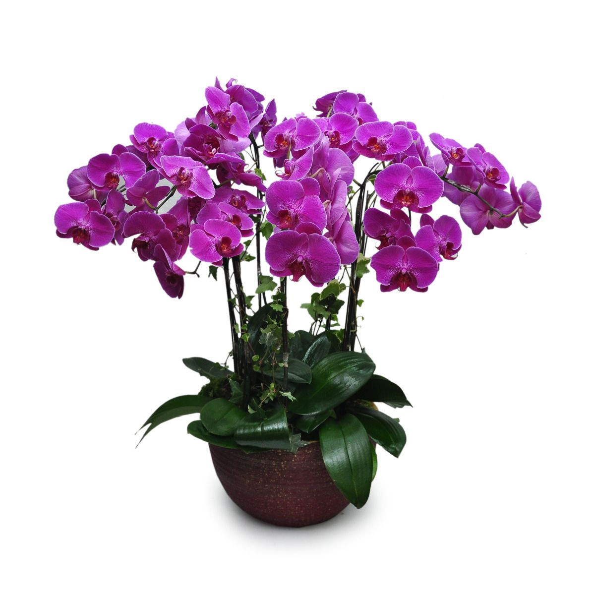Grand Phalaenopsis
