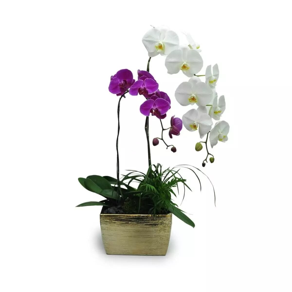 Dancing Orchids