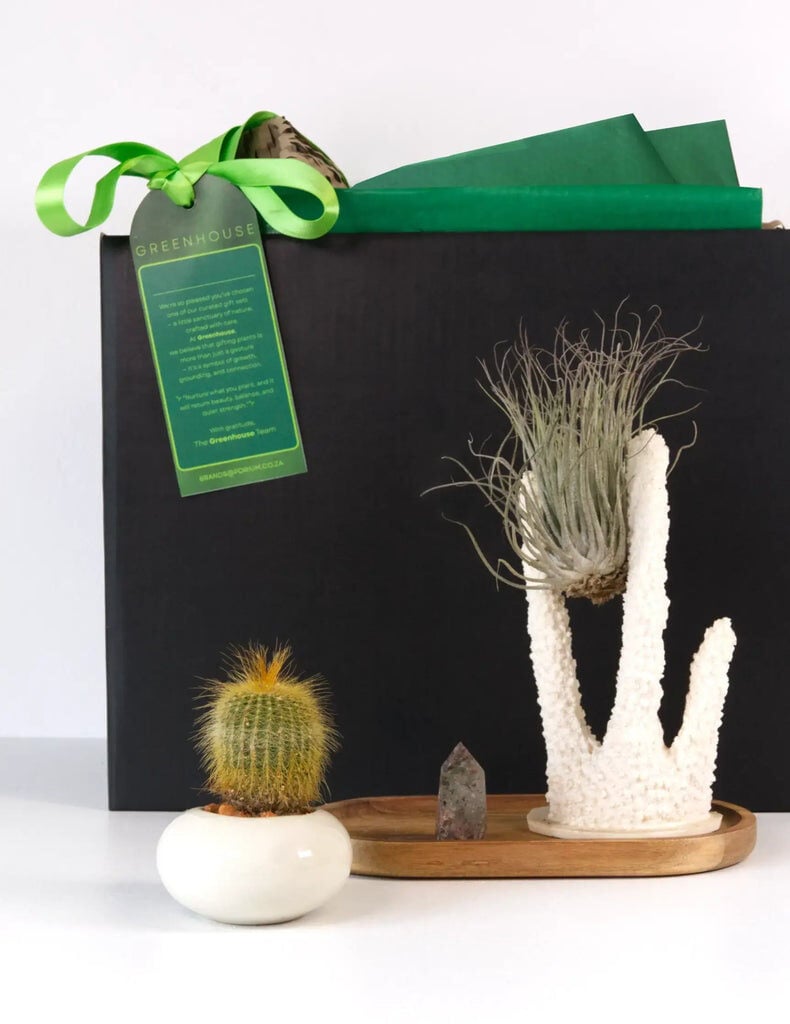 Airborn Intentions Aerial Plant Gift Set