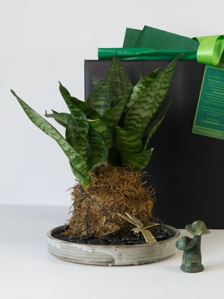Zen in a Ball Kokedama Plant Gift Set
